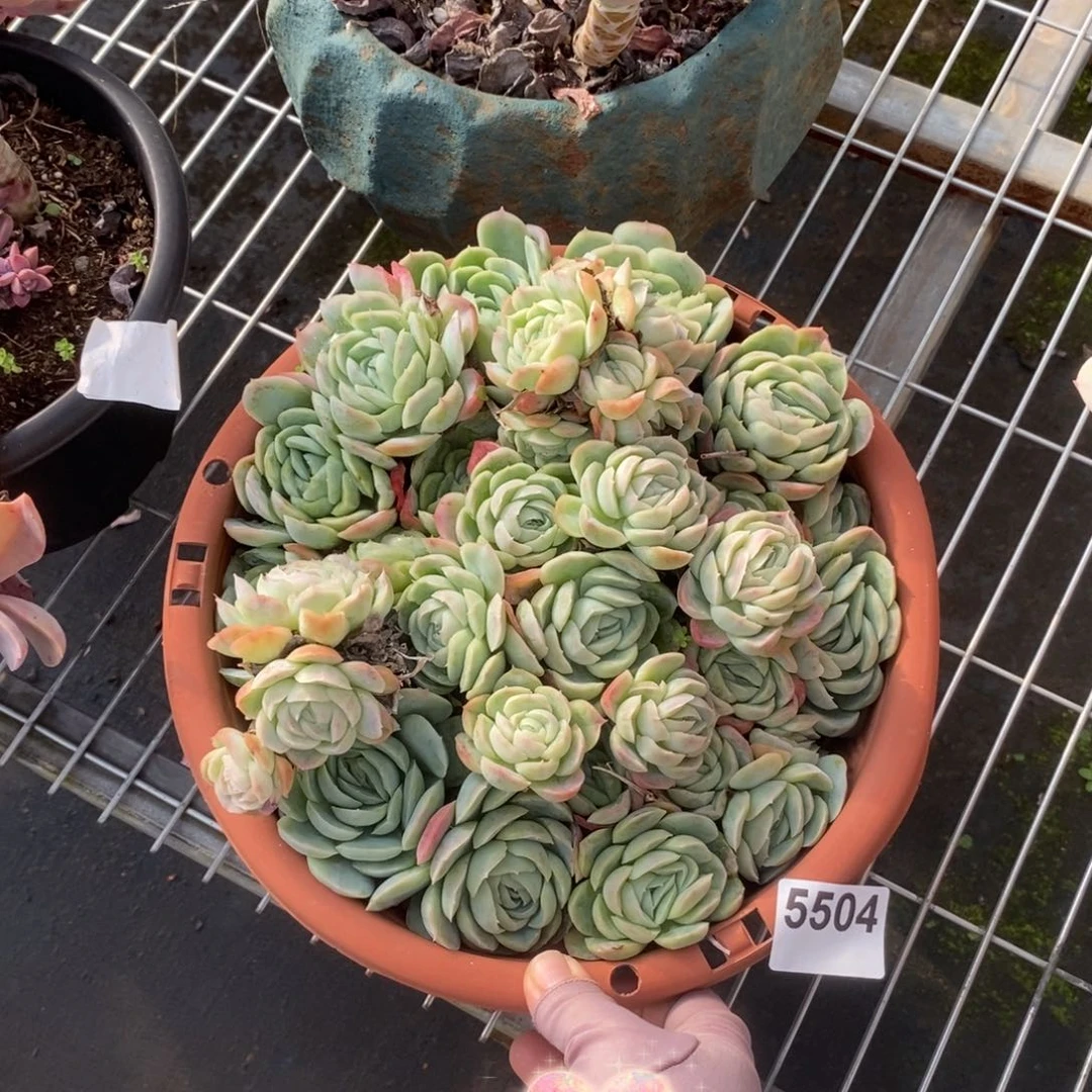 5504西娜多头一物一拍