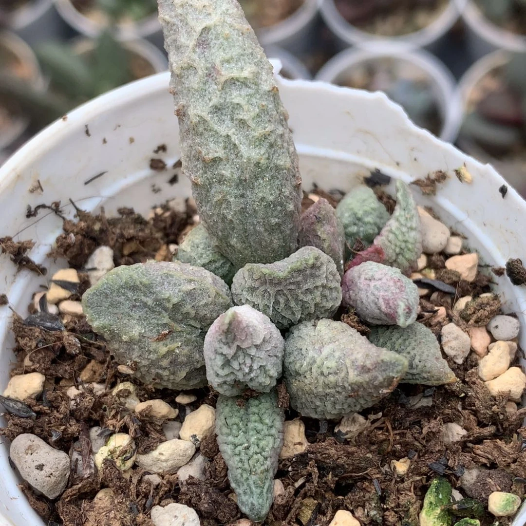 星***晶冰淇淋 感谢喜欢的你