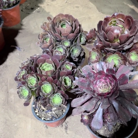 512多肉植物组合
