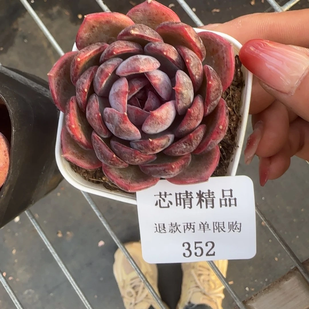 闪购精品多肉352号