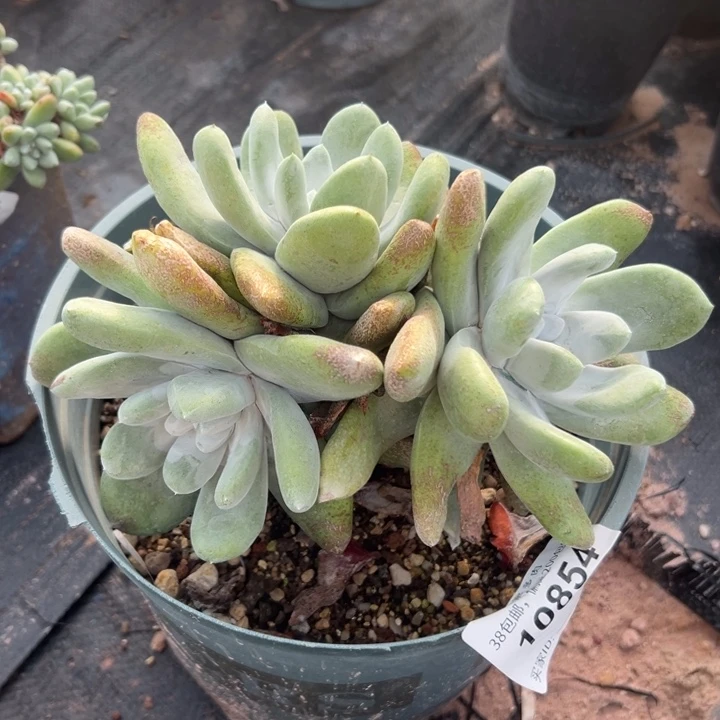 大脸宽叶拇指～仙女杯779