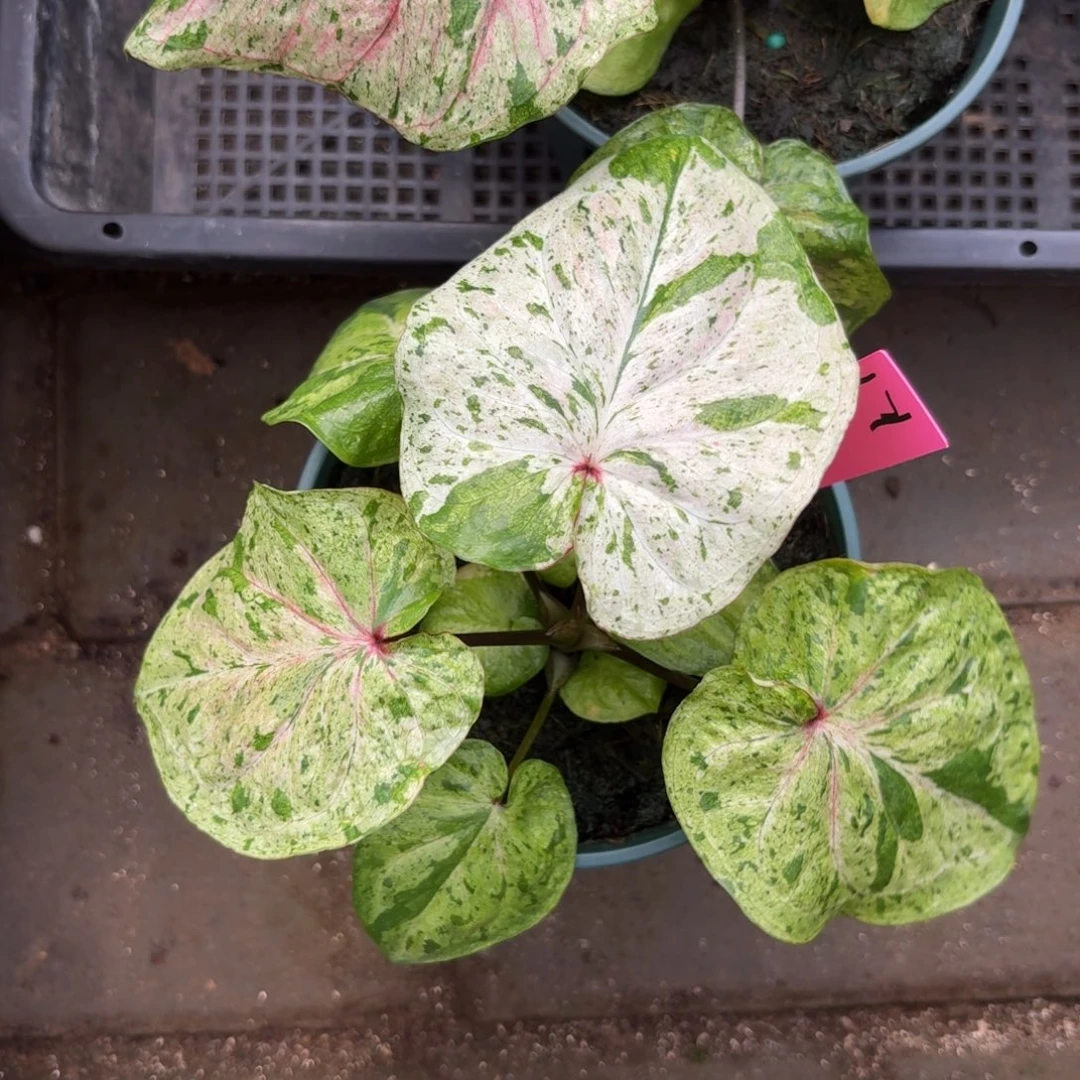 m***头薄荷糖小苗泰国彩叶芋171-0928