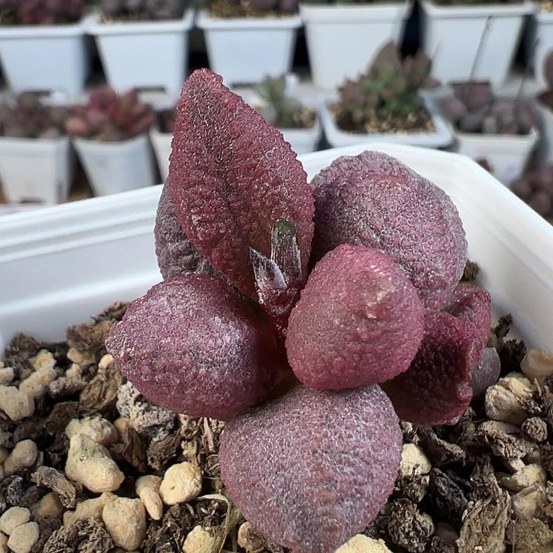 实生新品多肉水泡植物
