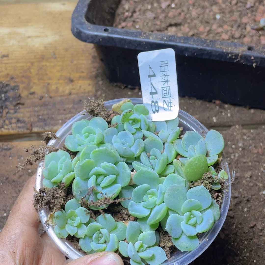 多肉植物多肉植物448