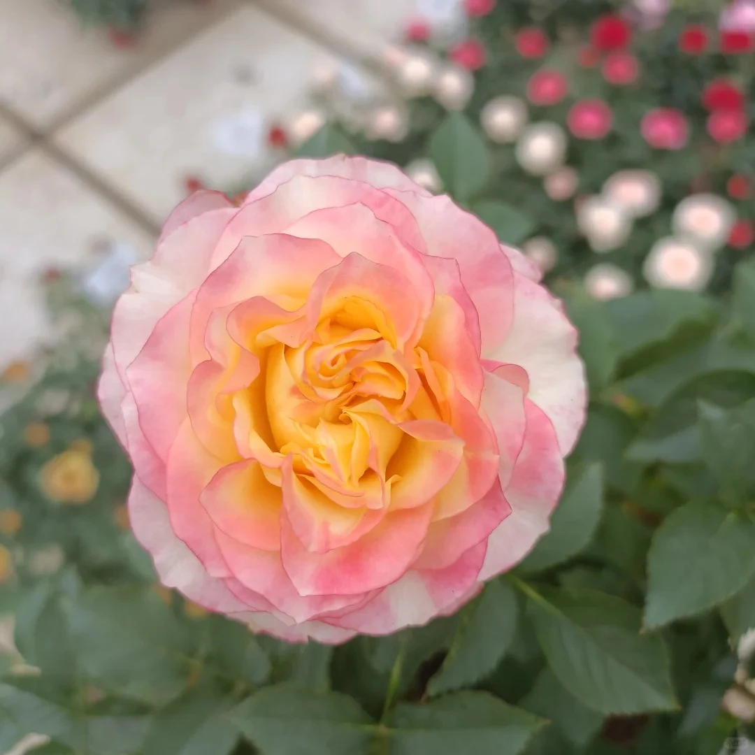 【点妆棒棒糖】1加仑原盆原土带花苞发货云南基地直发露天种植