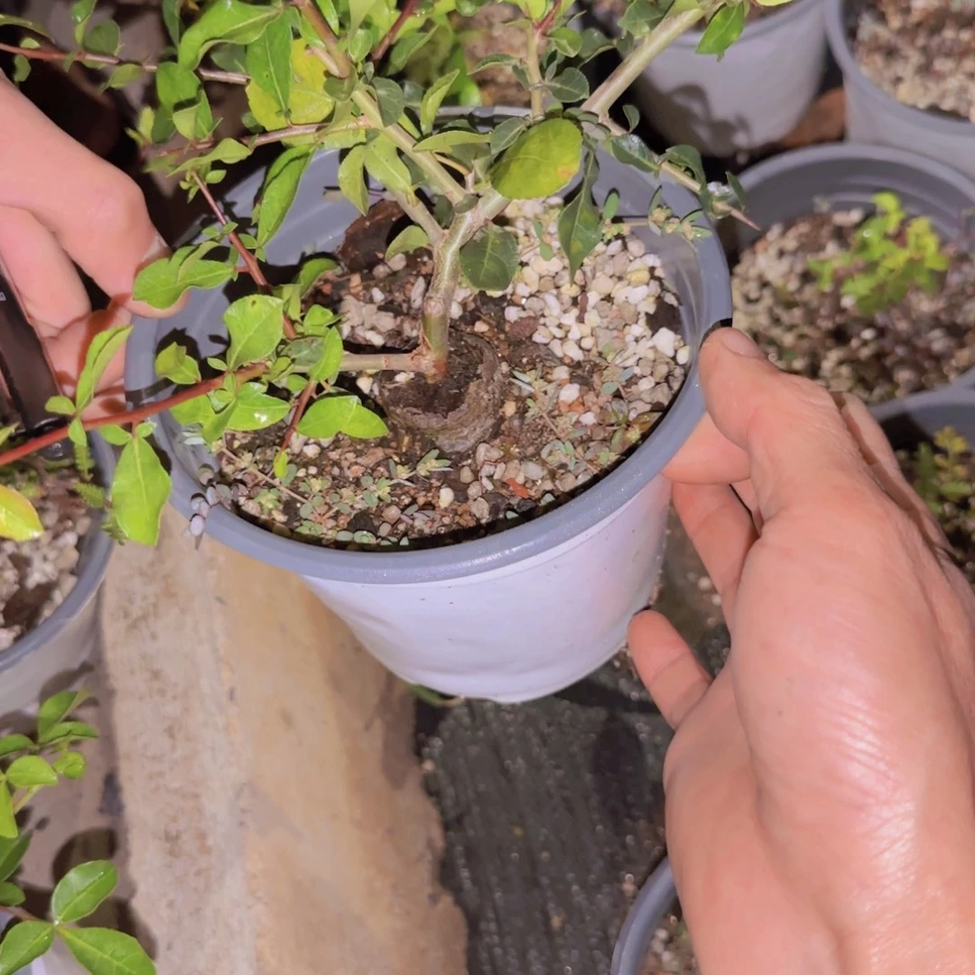 I***e块根植物块根植物