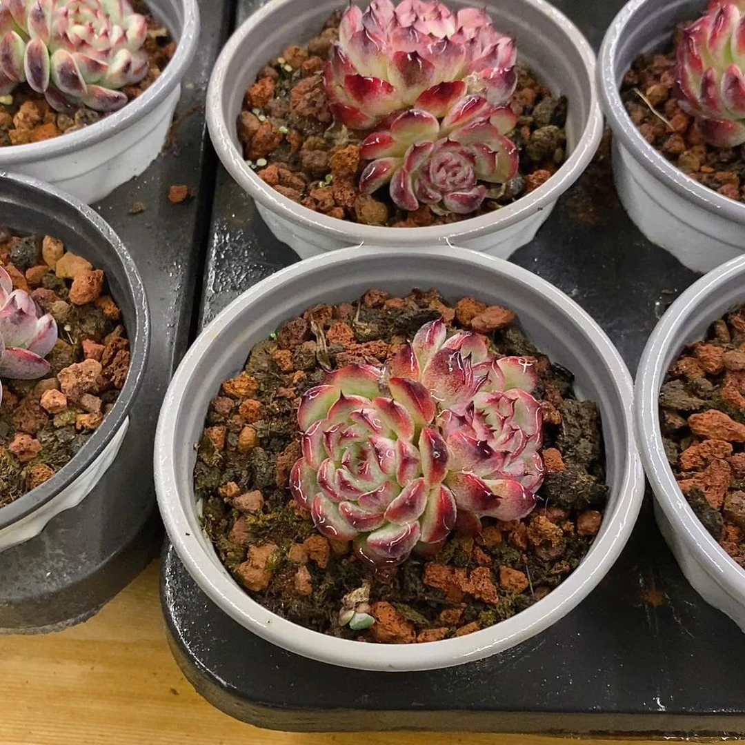 团。小马赛尔。福利多多