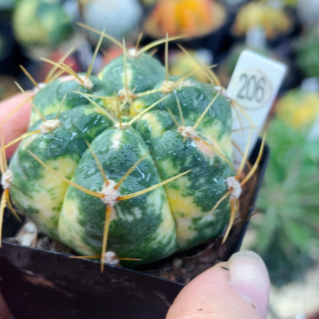 盆5公分满25包邮裸根发货