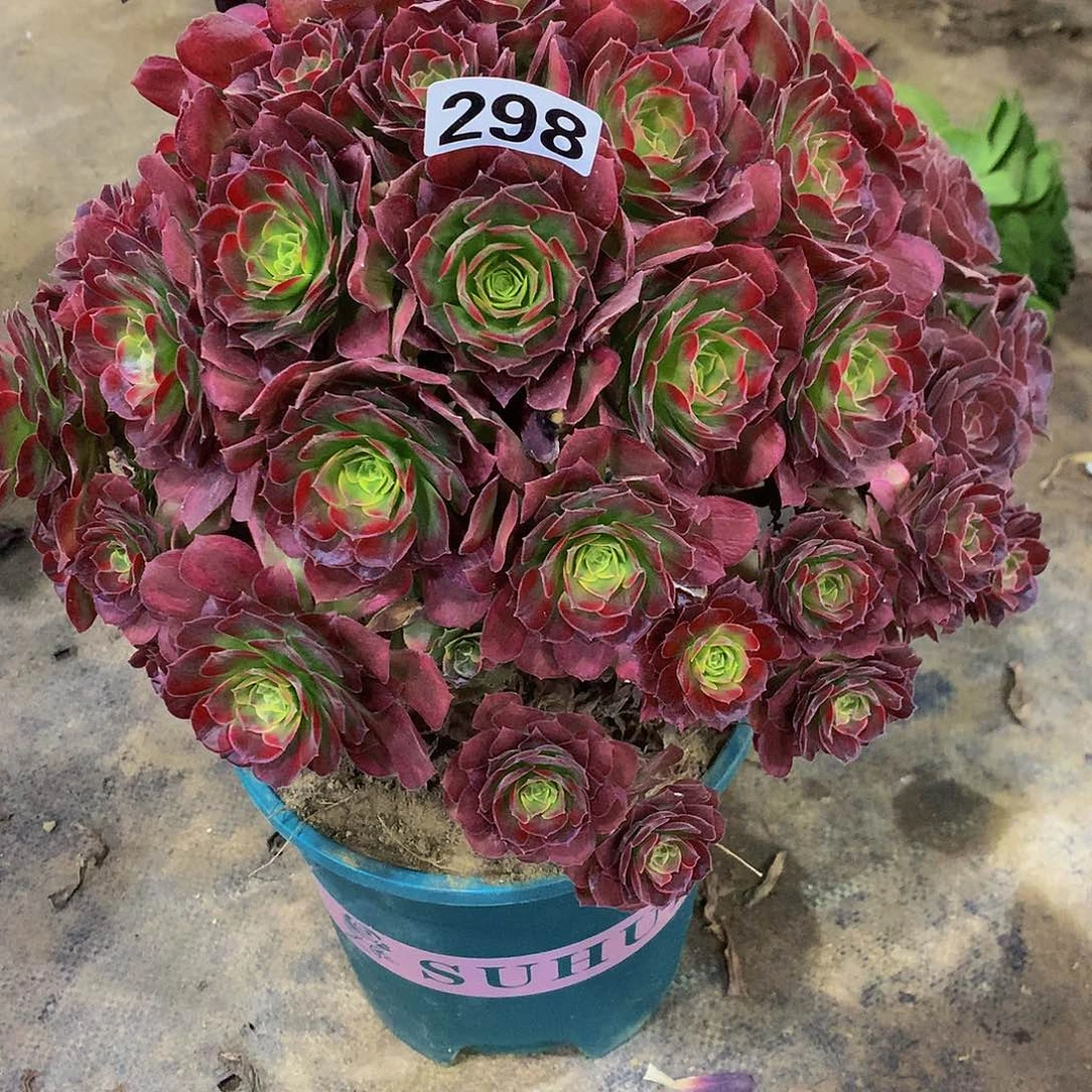 淡**笑多肉安娜298.00000