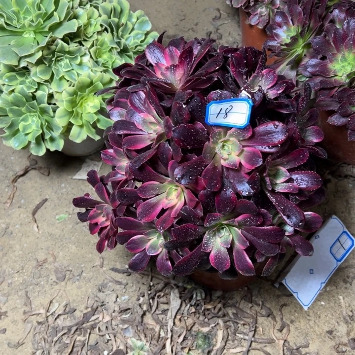 多肉植物凤冠砍过18