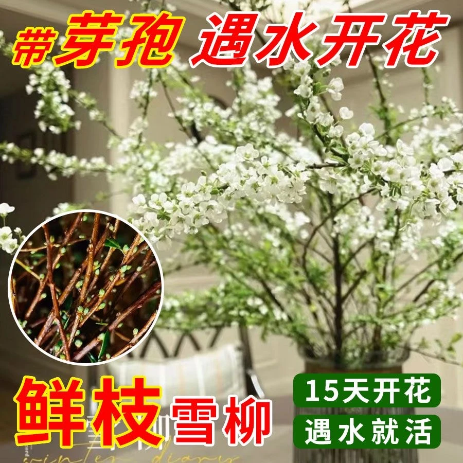 雪柳鲜枝干枝支盆栽喷雪插花卉水培植物室内好养绿植枯木逢春龙柳