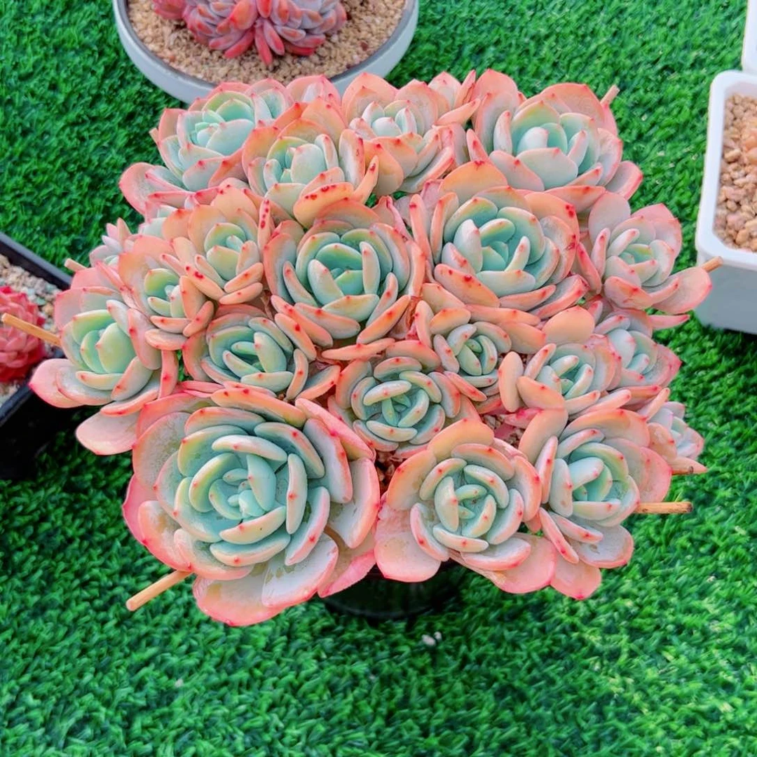 梅*白月光自然群多肉植物