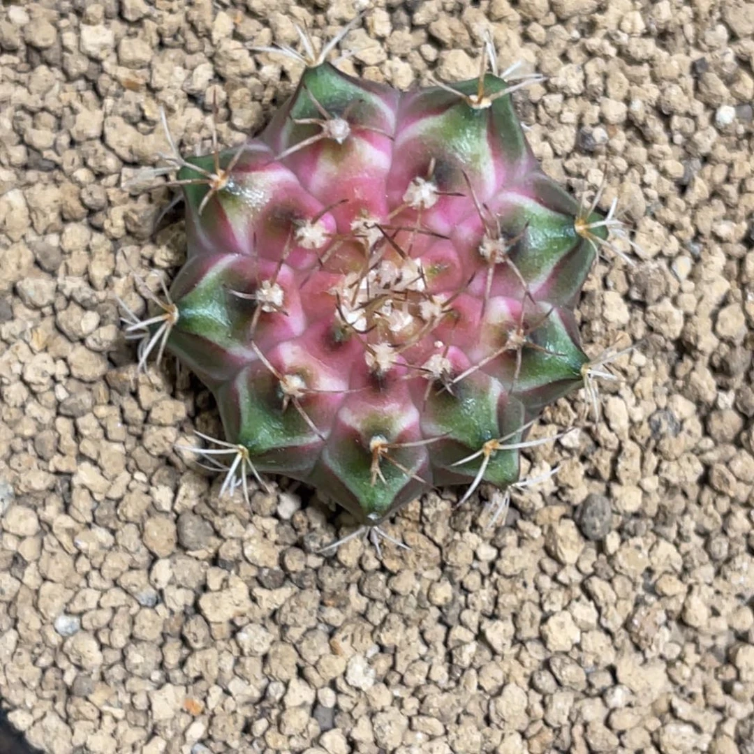 当前无花朵，栽培后可花朵粉轮回