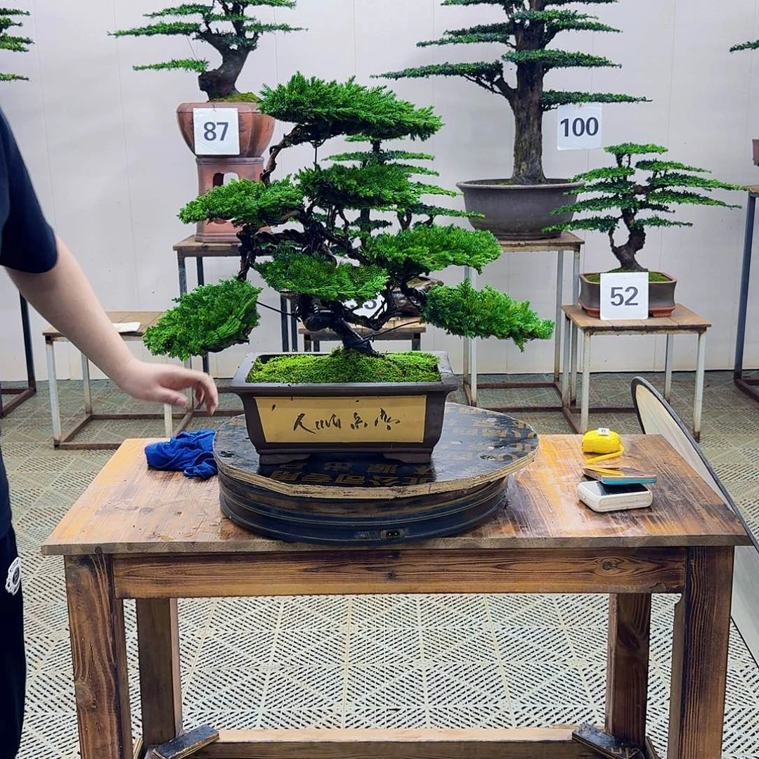 无花朵柏树造型盆景