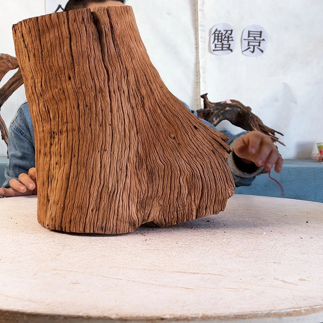 沉木造景爬宠造景
