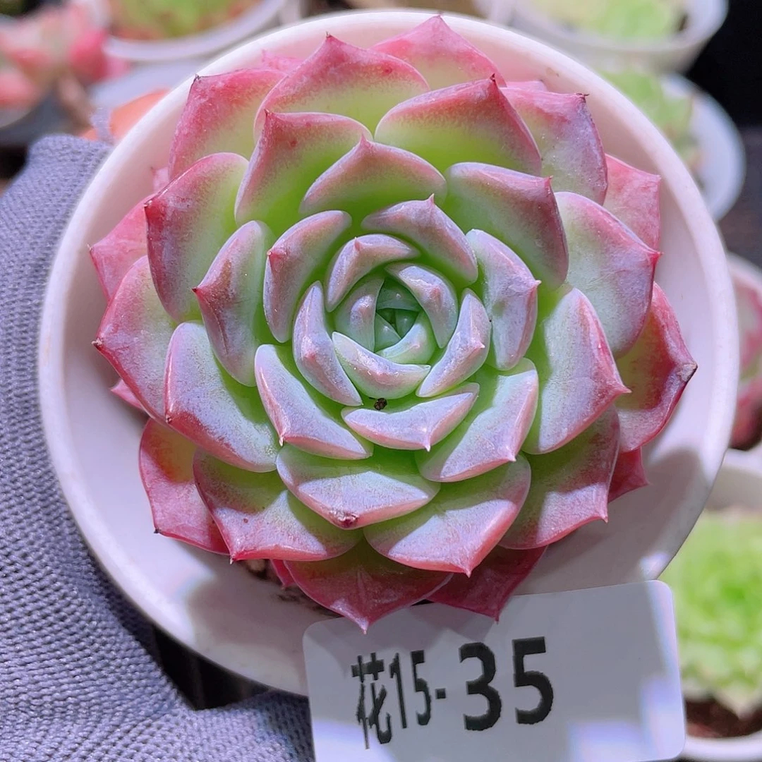 花利美15-35纯爱