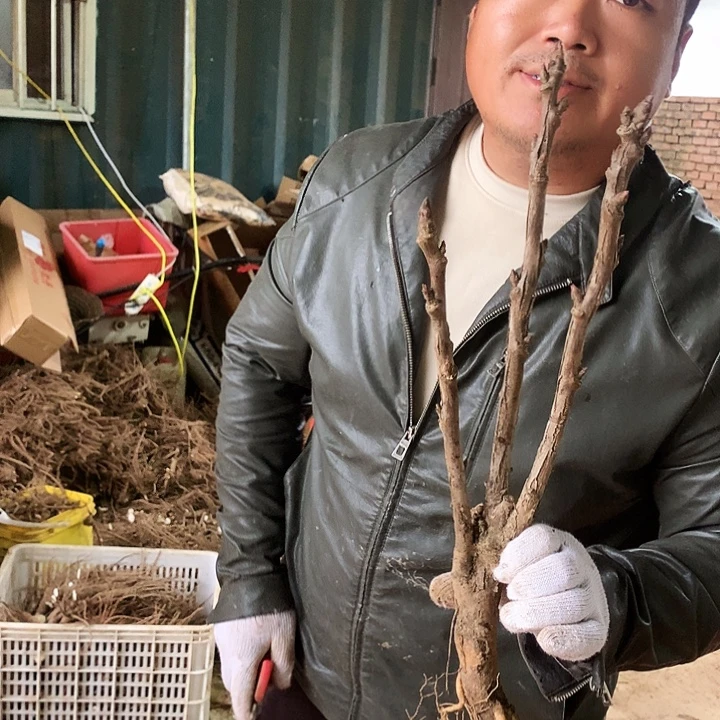 无花朵15号芳纪。