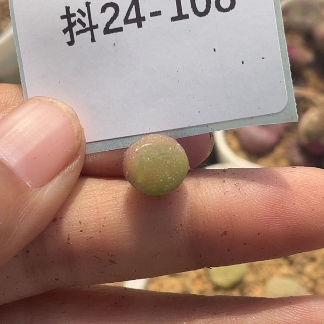 p**o24-108肉锥多肉植物