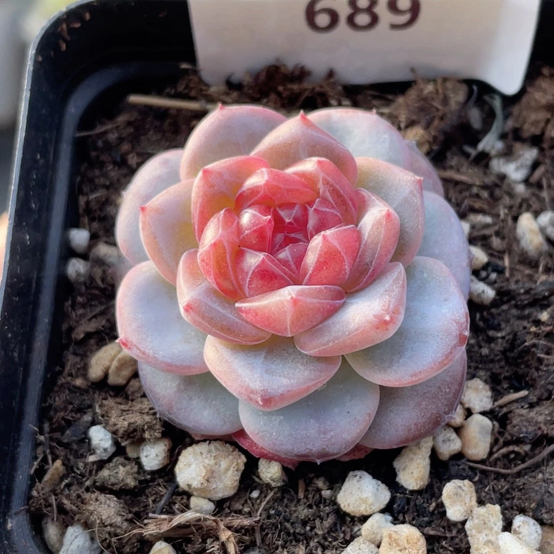 689号糖心冰心珍妮 蜜蜡