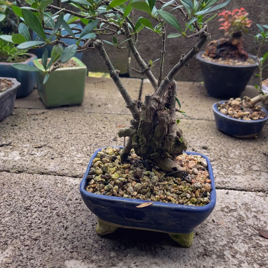 当前无花栽培后可以开花