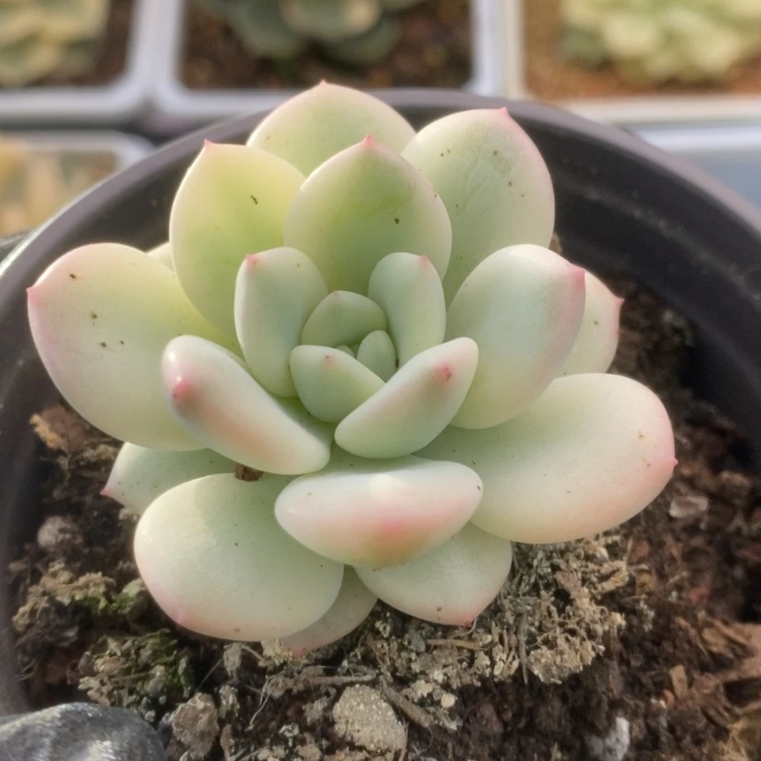 125新香水锦锦锦锦锦锦