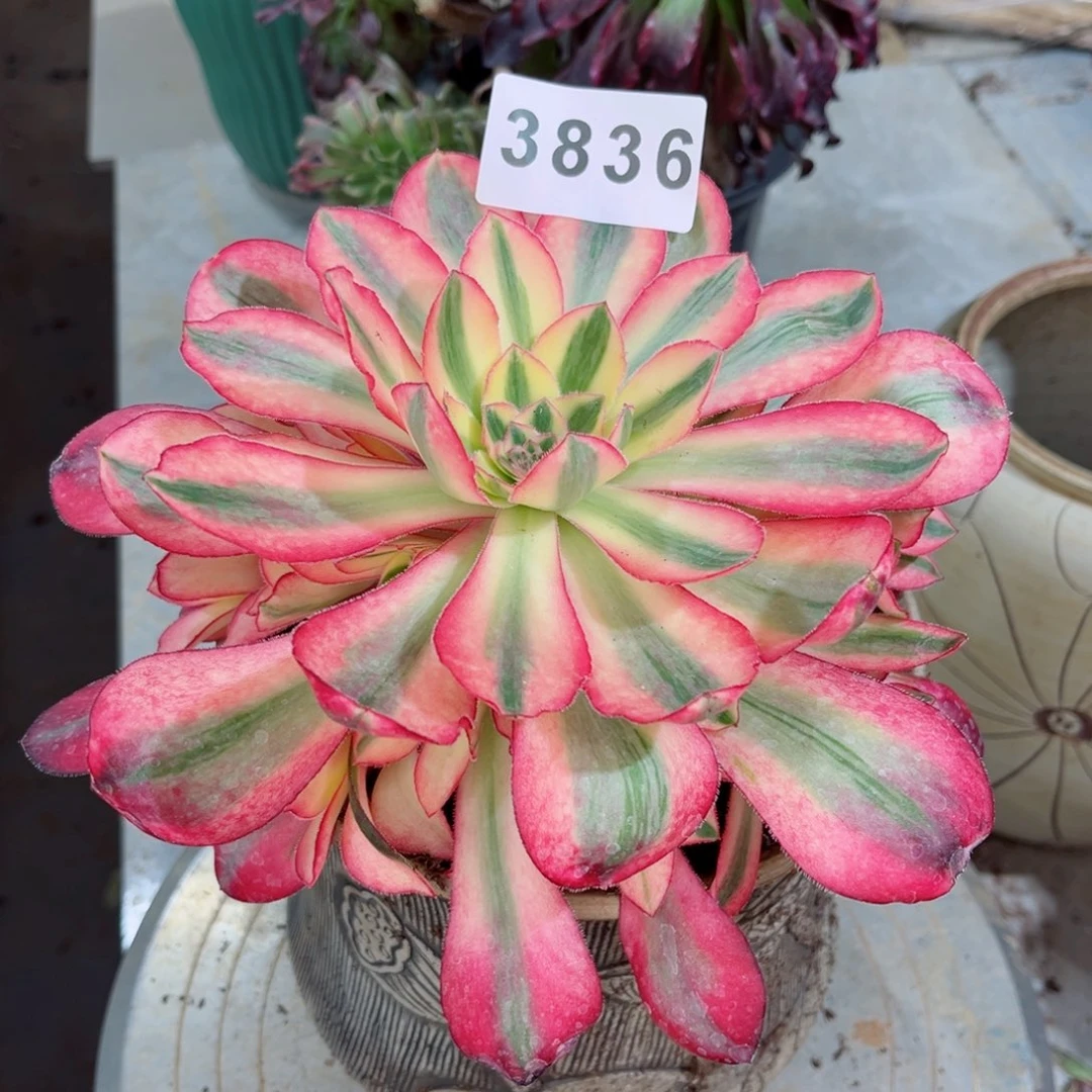 爱丽丝捧花寄养不包邮