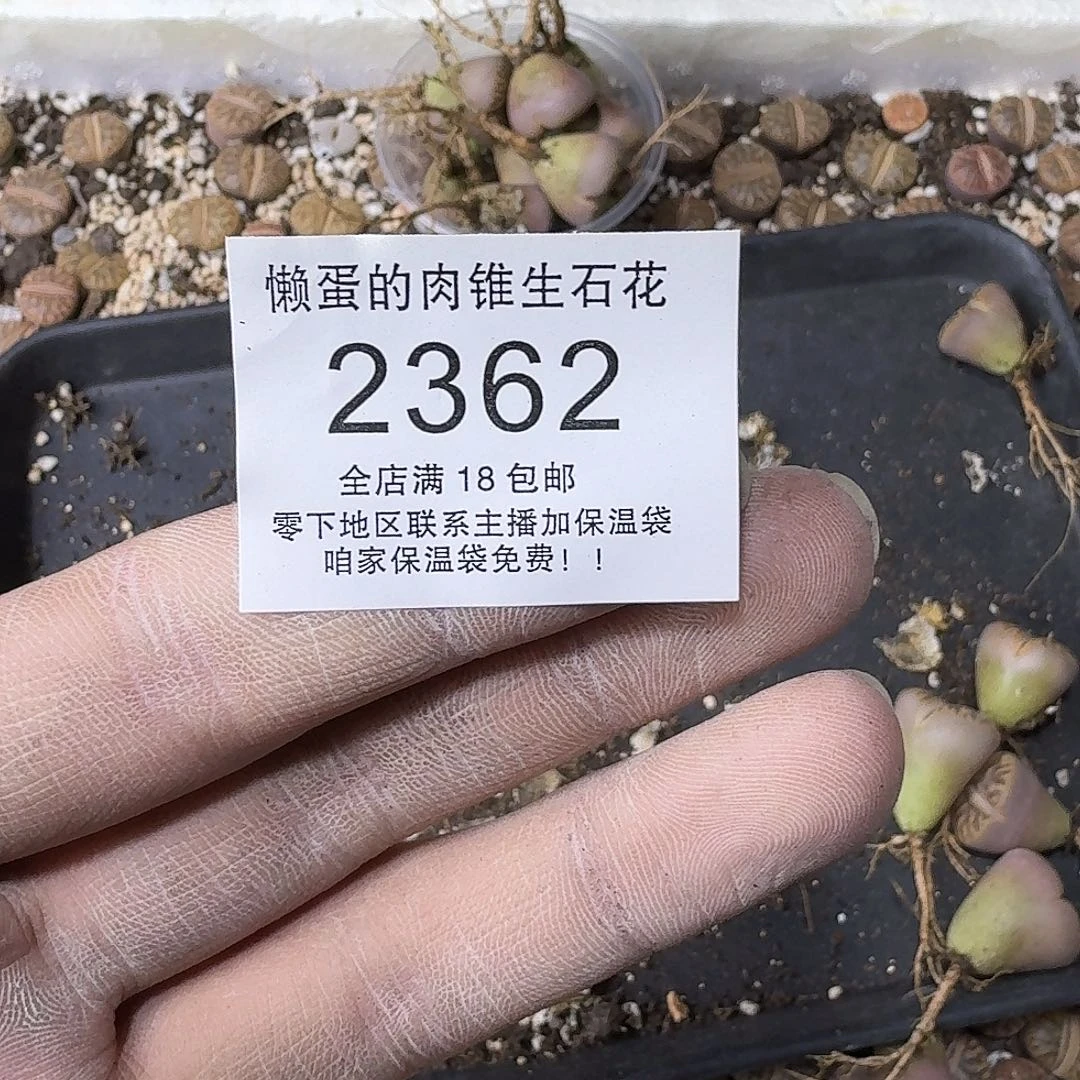 四***敏2362寄养哈哈哈哈哈