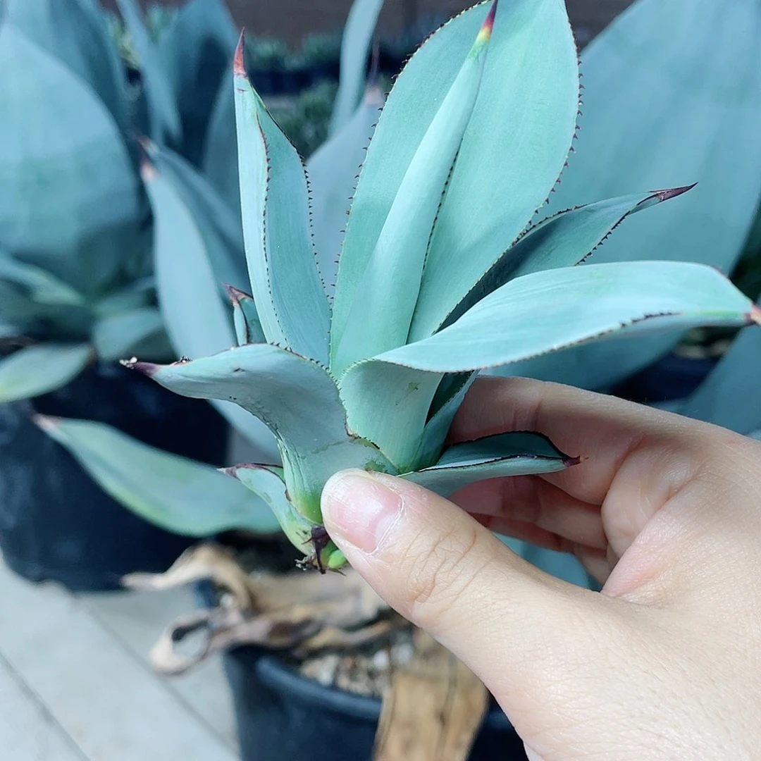 白狐小颗测芽龙舌兰