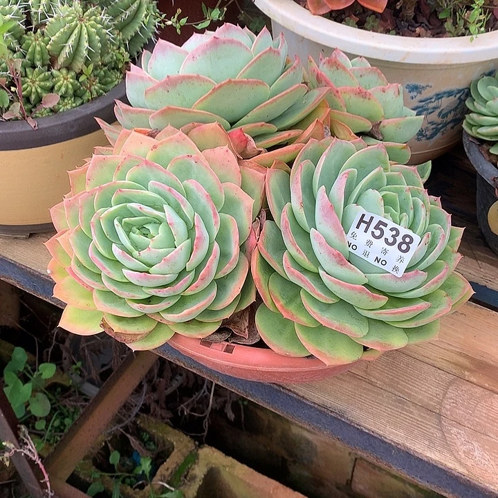唐***啦杂交自然群  非偏远38包邮 节后发
