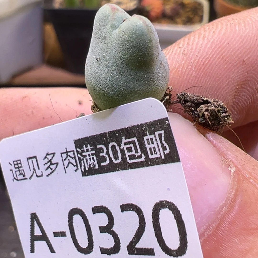 多肉植物111111111111111