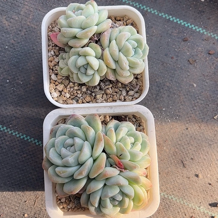 紫心冰玉两颗包邮