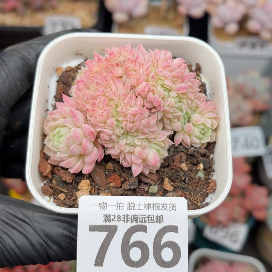 羊脂球缀化无盆土发货