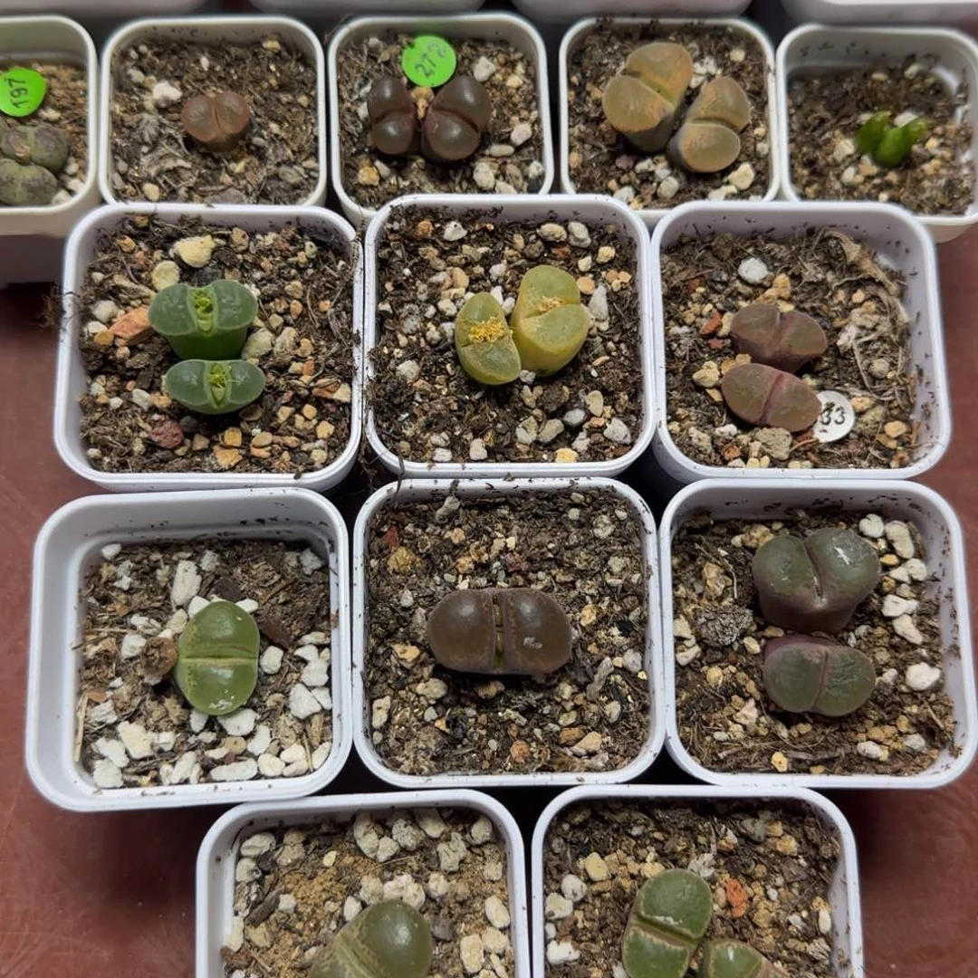 专拍漂亮多肉植物633