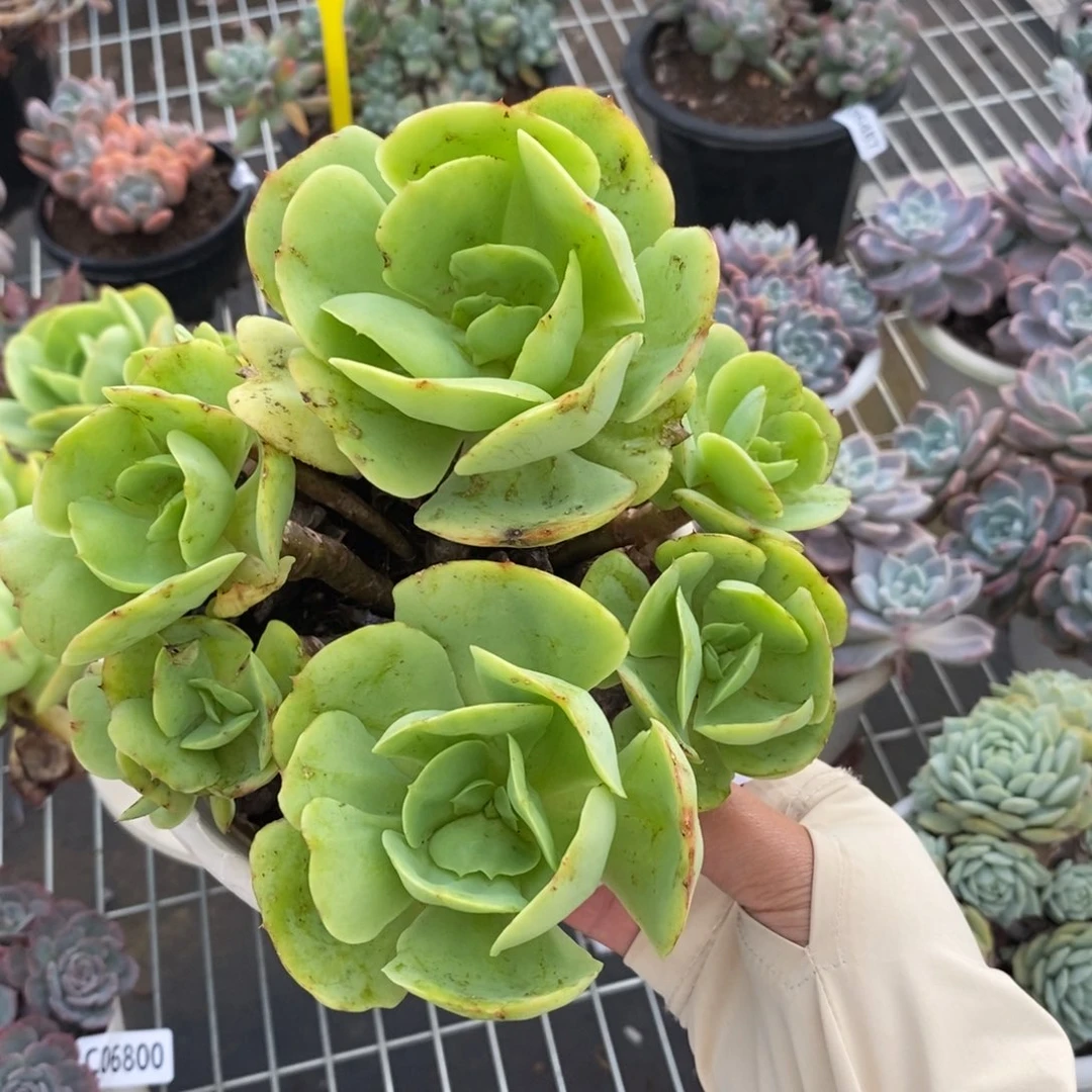 6852鸡蛋碧桃一物一拍
