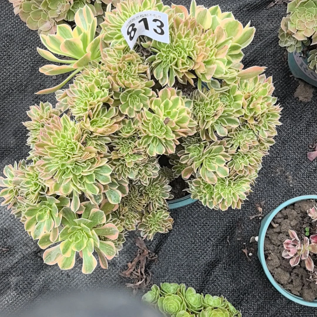 813缀化花花3-6花花