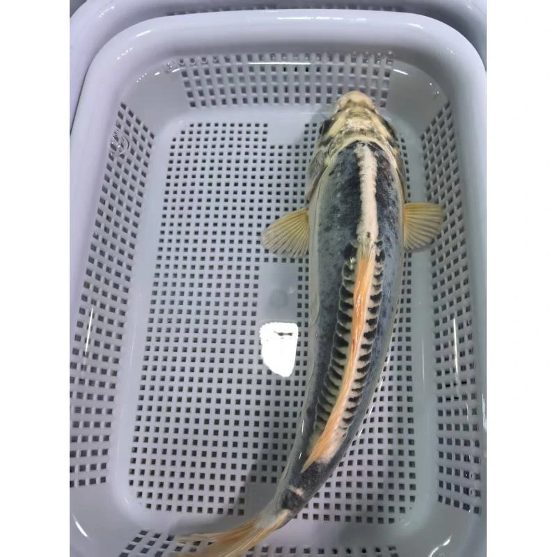 （11）1条蓝龙21-23公分精品锦鲤