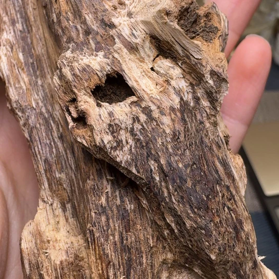 香榧木海南大山虫漏78克福利