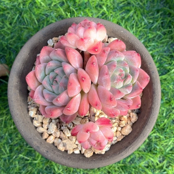 多肉植物 阿尔巴佳人-4