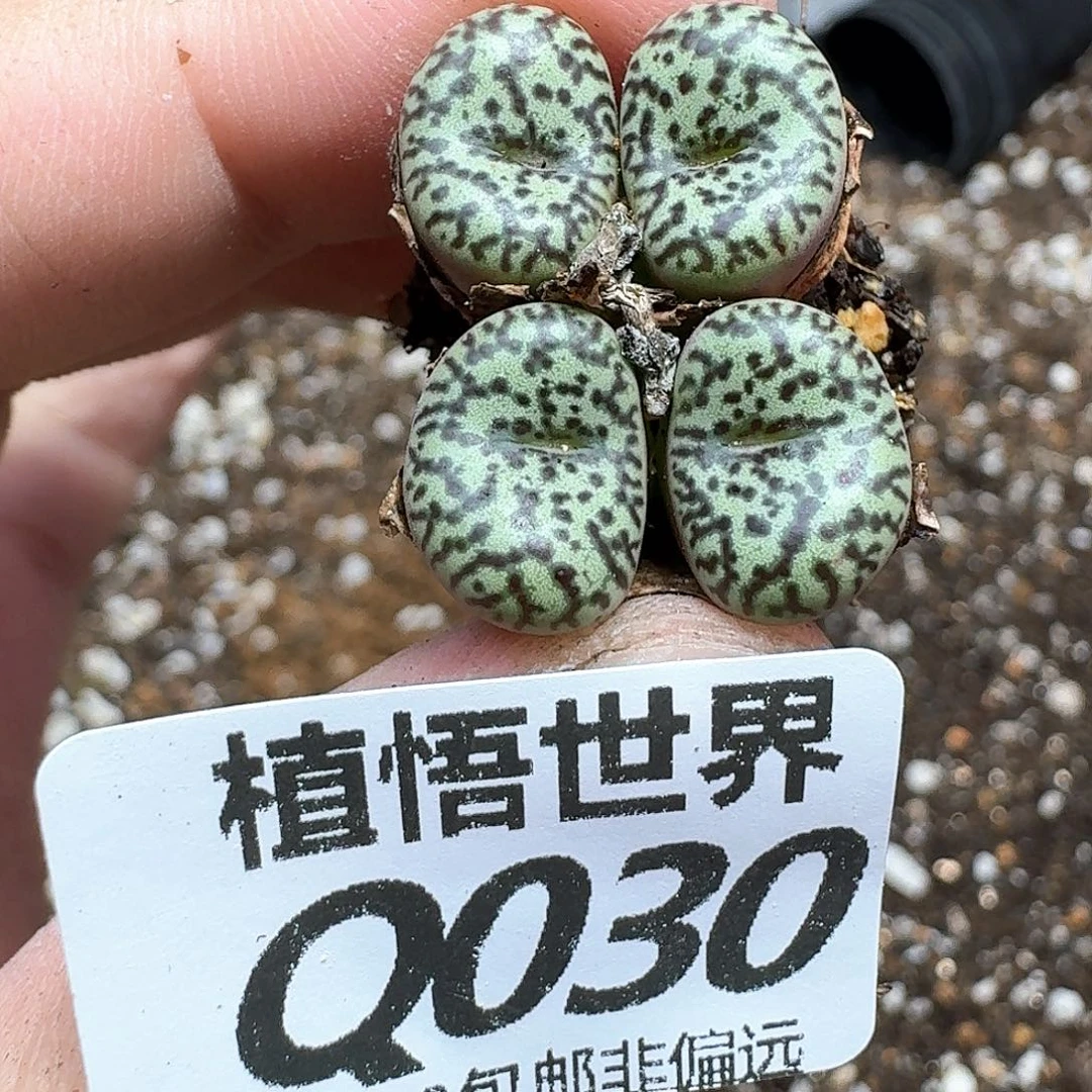 多肉植物的人生从v