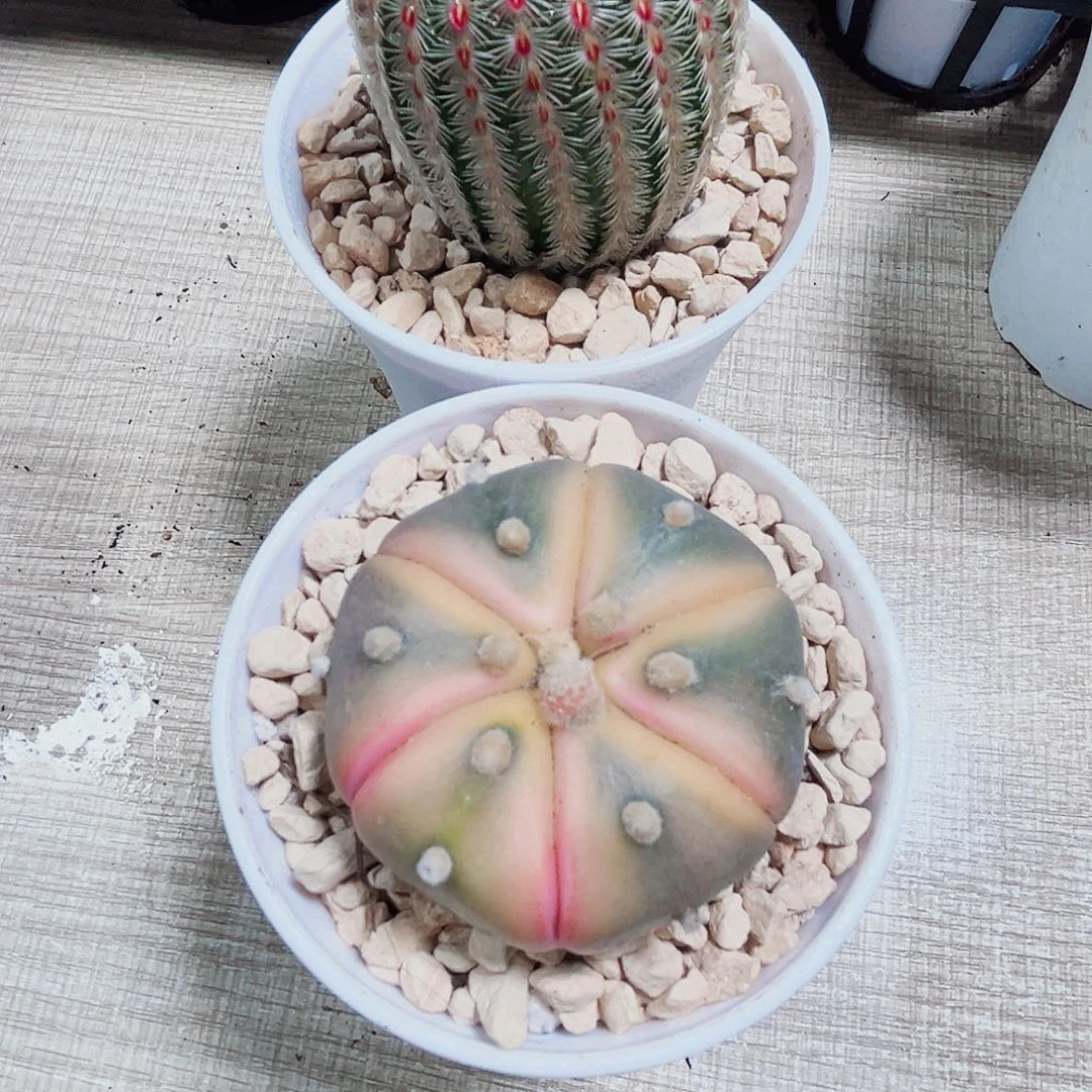 两颗漂亮球球换黑盆666