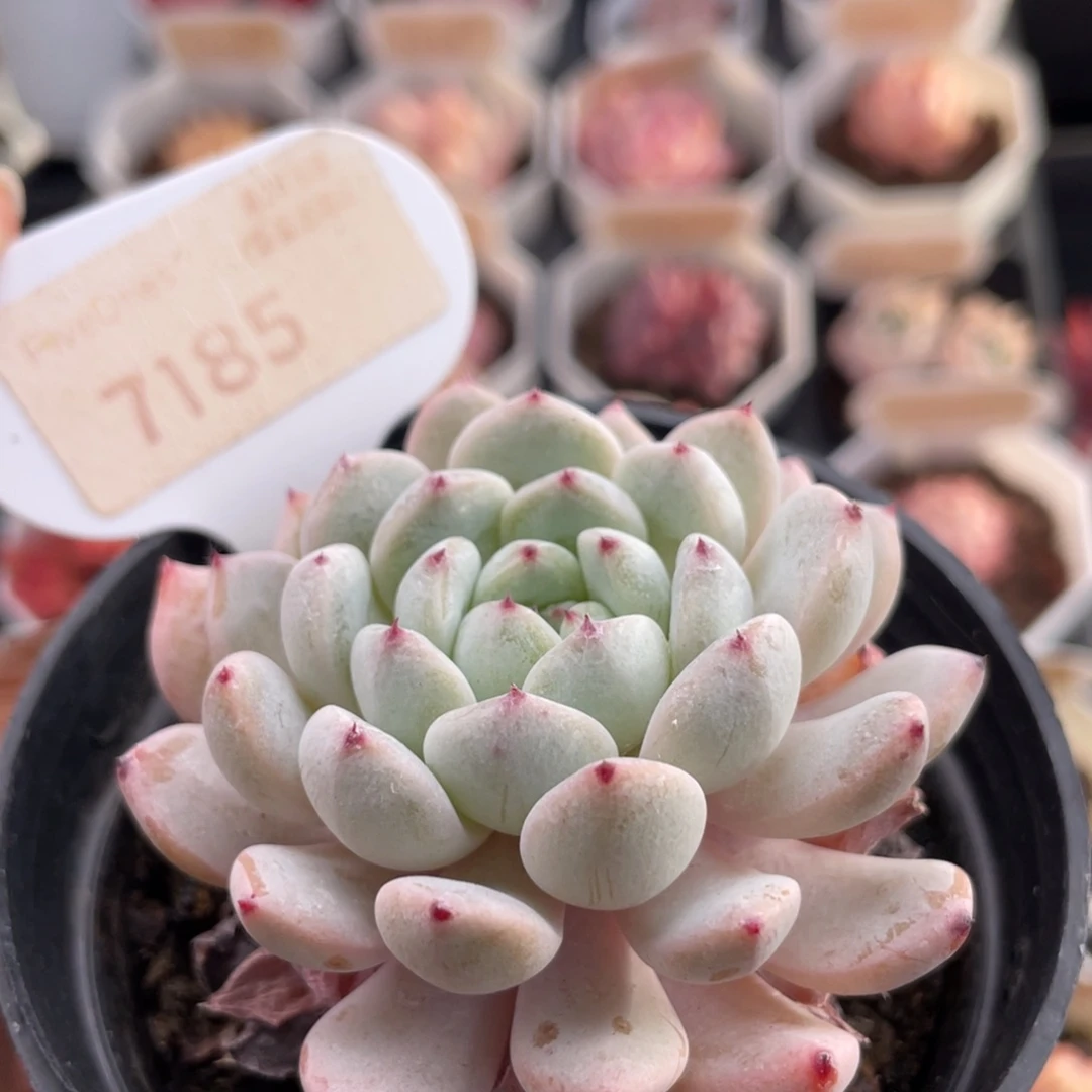 雪爪7185-6.5厘米