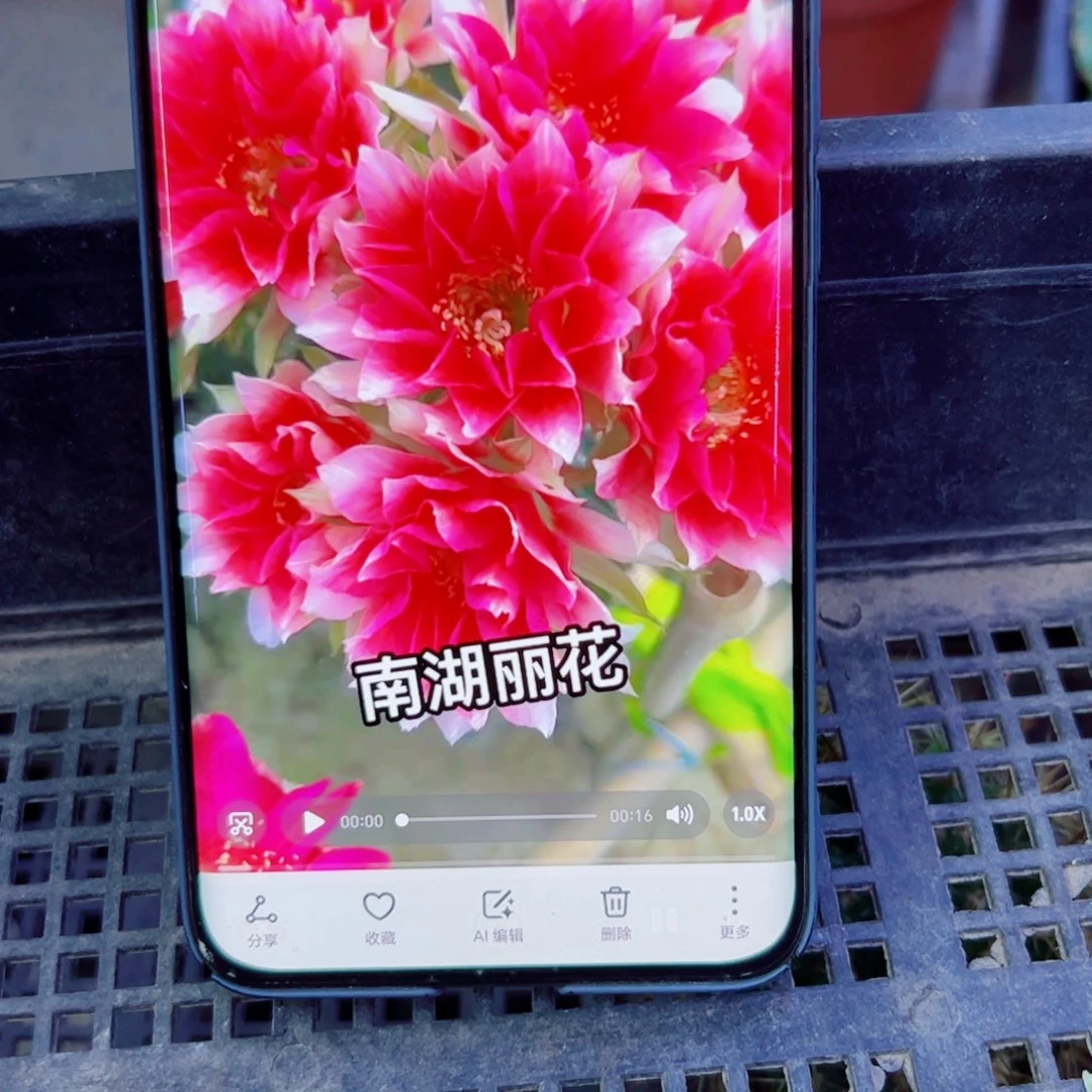 下15丽花水花歪无根侧芽2一3公分左右20包邮