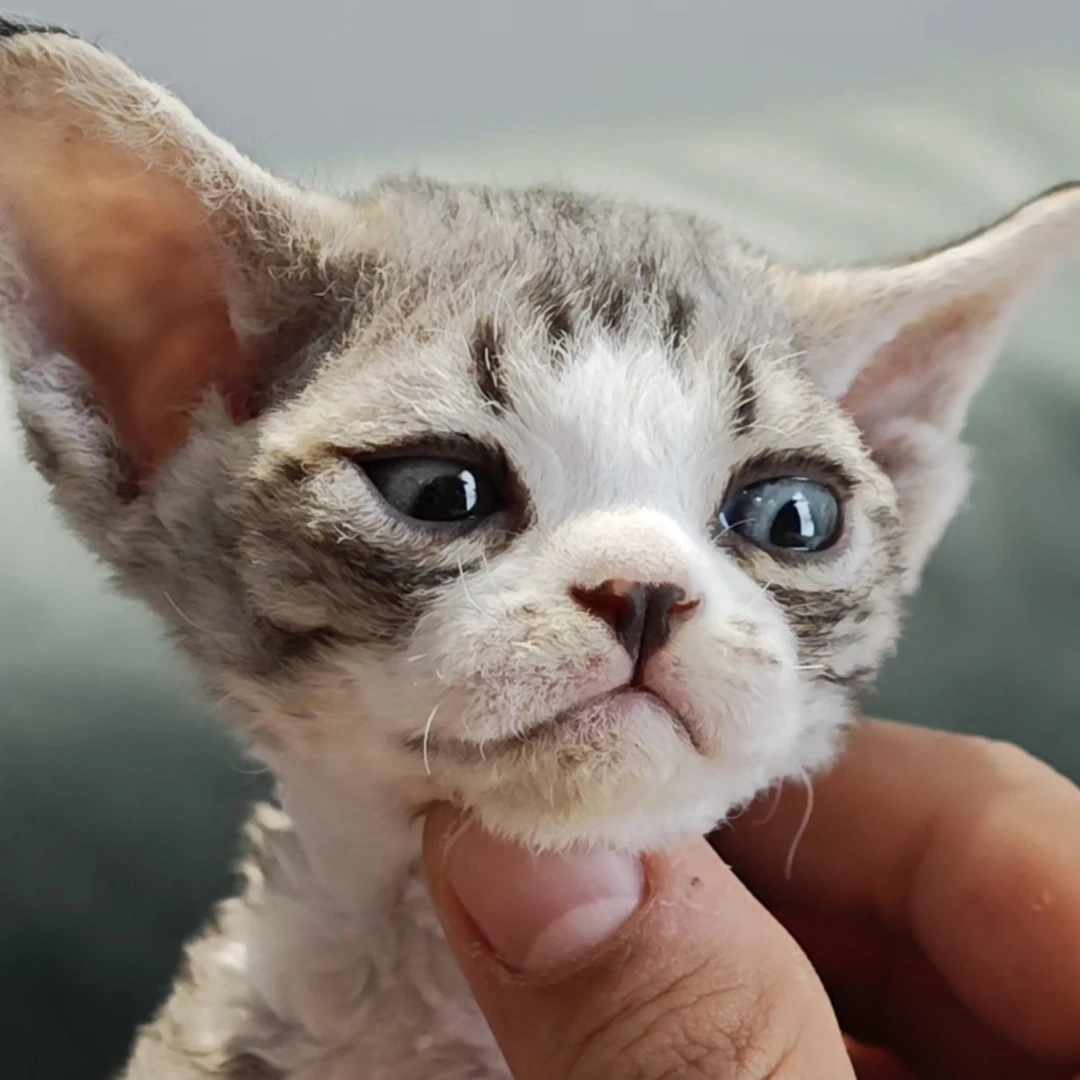 BW德文卷毛猫 精品虎斑弟弟