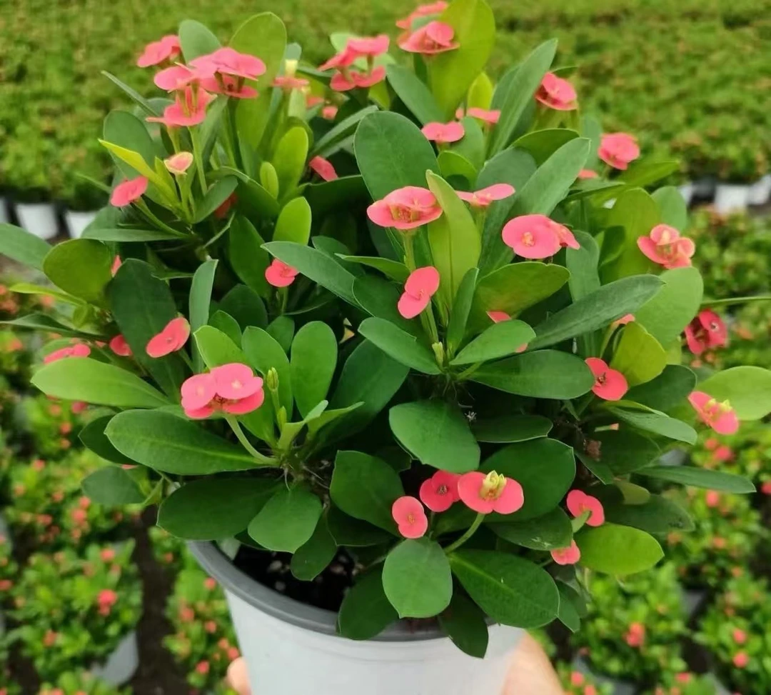 虎刺梅盆栽铁海棠室内花卉绿植四季开花办公室阳台耐旱好养易活