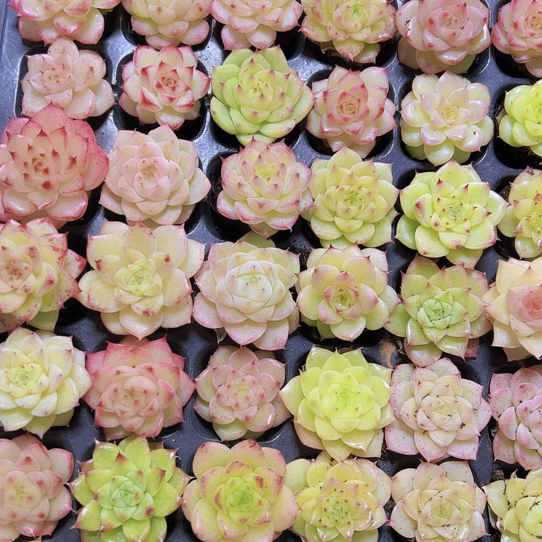 冰麦秆23个19包邮