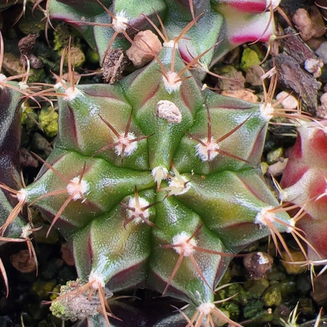 当前无花栽培后可以开花