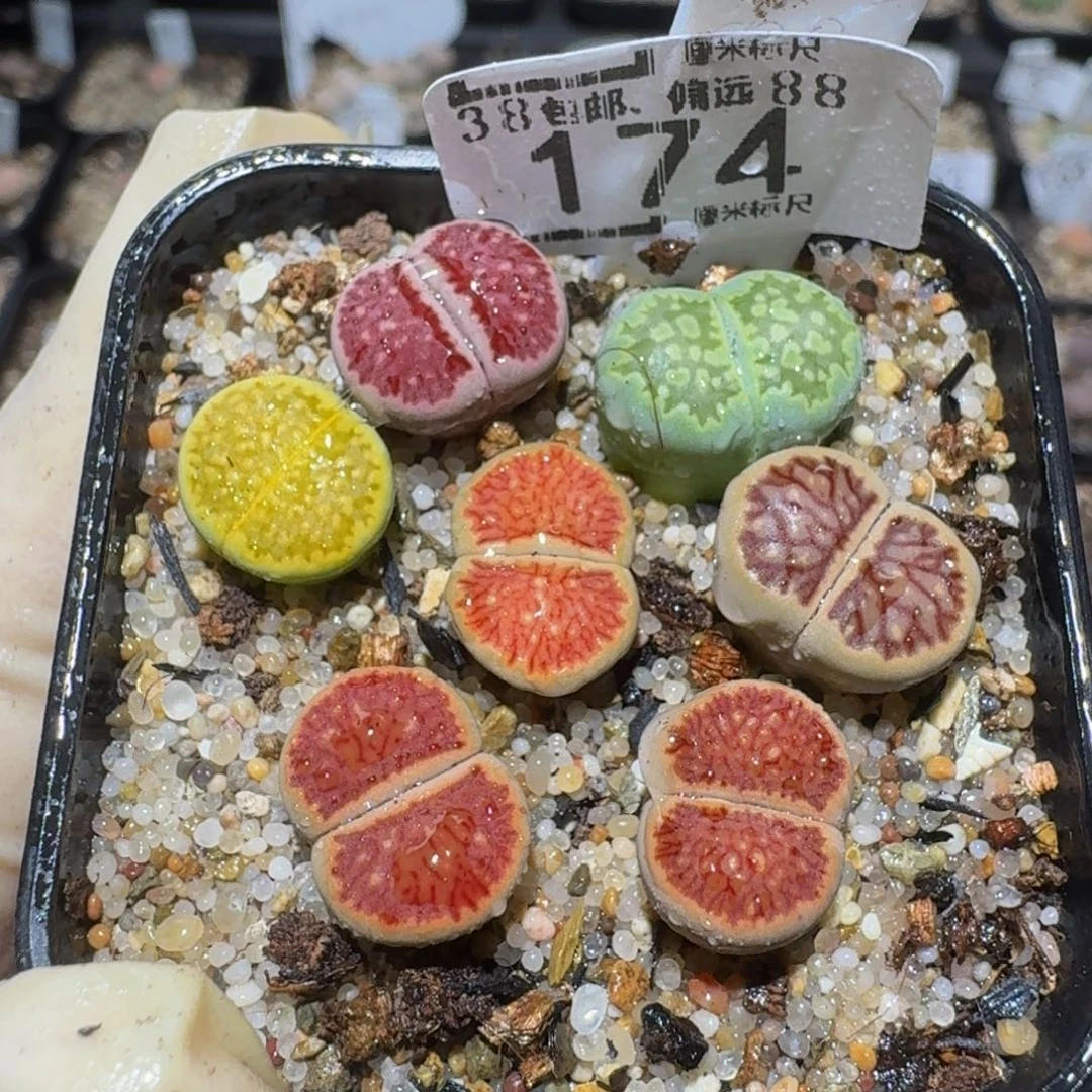 Zzzz精品生石花174