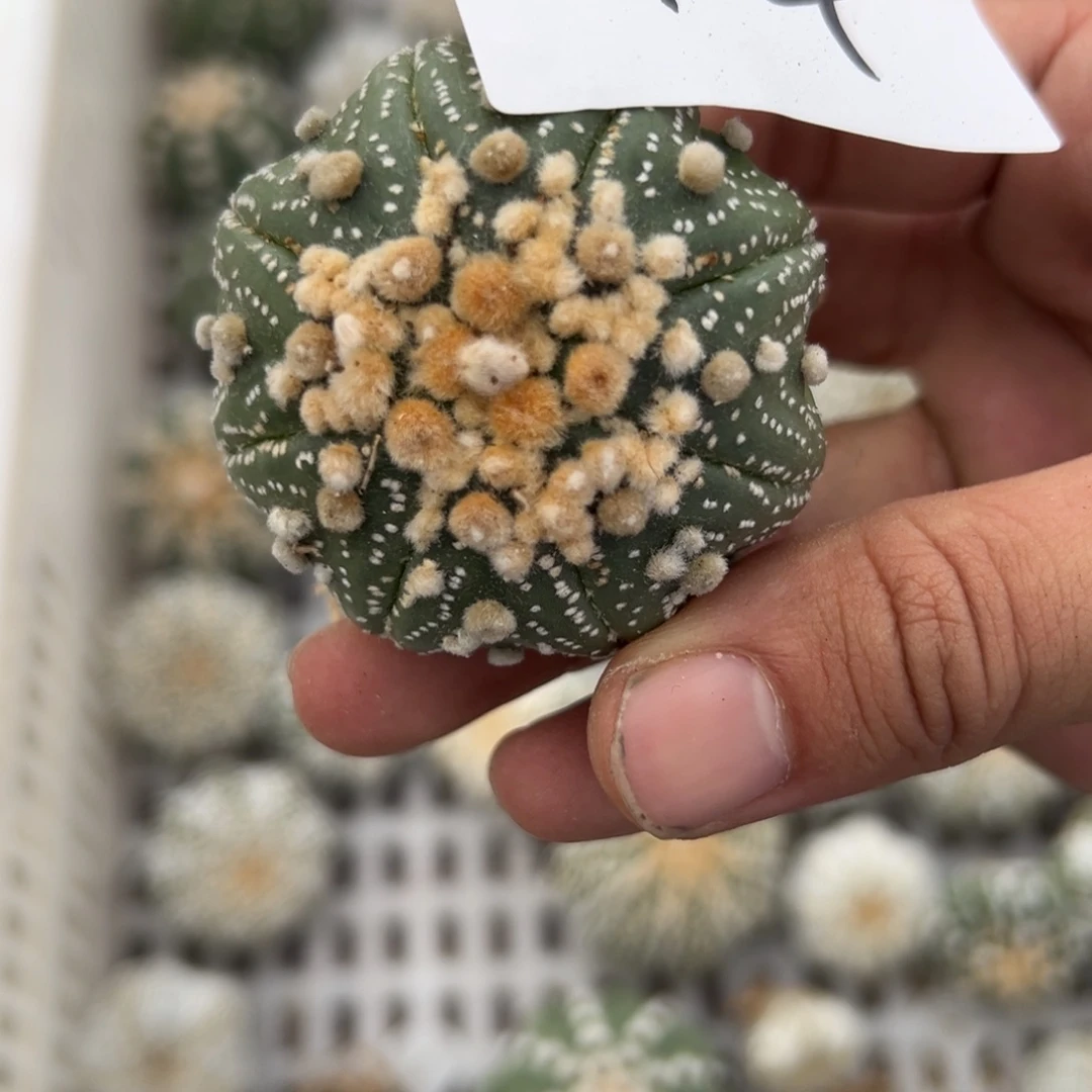 飘***师44 多肉植物仙人球