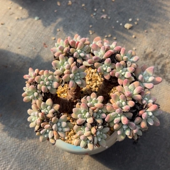 绿豆～可可爱爱3576多肉