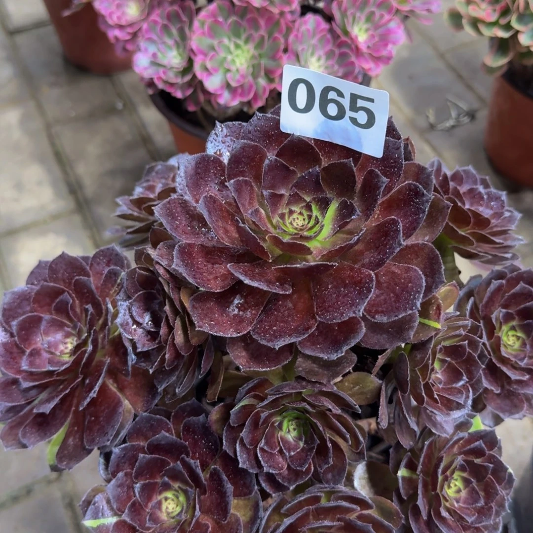 w***s多肉植物065花花公子